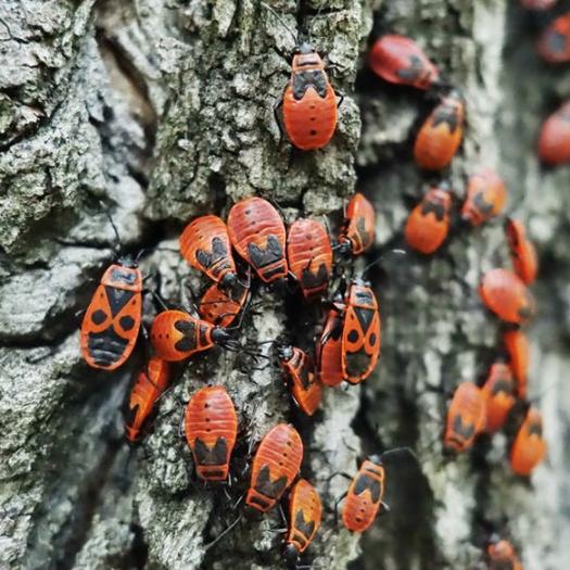 Impact écologique des feux : et les insectes ?