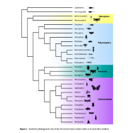 arbre phylogénétique synthétique des 28 ordres d'insectes actuels