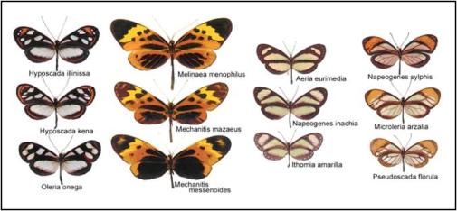 Figure 1. Four mimicry rings formed by ithomiine species in Añangu, Ecuador © MNHN