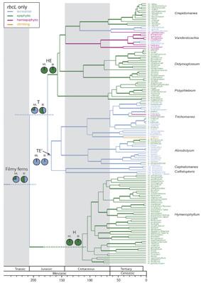 Habitat evolution and divergence times in Hymenophyllaceaem © MNHN