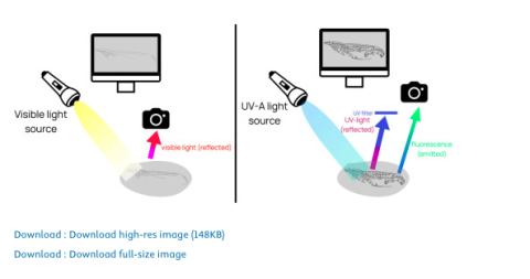 article MethodsX - Boderau et al 