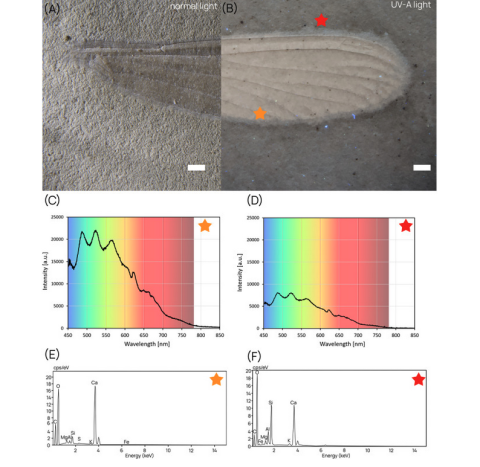 article UV dans MethodsX par Boderau et al.