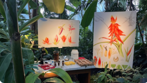 Automne Tropical edition 2024