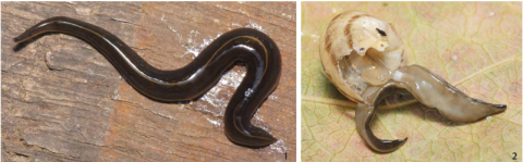 Figures 1–2. Platydemus manokwari: (1) Specimen alive collected in a hothouse, Caen, France, dorsal view. (2) Experimental predation on indigenous snail. The prey is the helicid Eobania vermiculata, a common snail of the Mediterranean region. Photos by Pierre Gros, from Justine et al. (2014b)
