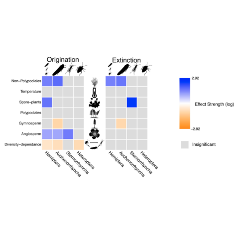 Diversification and extinction of Hemiptera in deep time