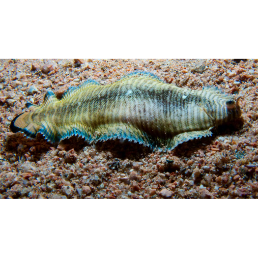 Une sole d'Esope, Soleichthys heterorhinos, rampant avec ses nageoires sur le fond sablonneux, en Égypte.