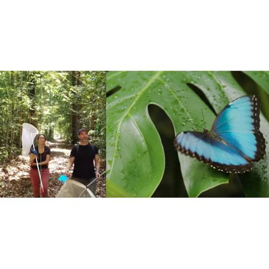 papillons morpho