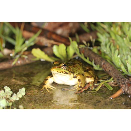 Grenouille