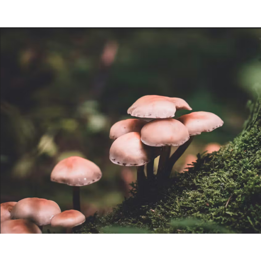 quand les champignons et les plantes coopèrent : découvrez le mycobiote (MA Selosse & L laurent Webb