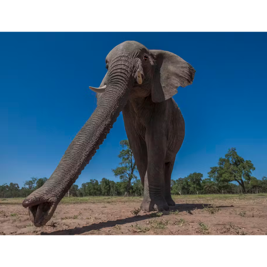 The new research into the grasping force of the two fingers at the tip of the elephant’s trunk will enhance robotics.