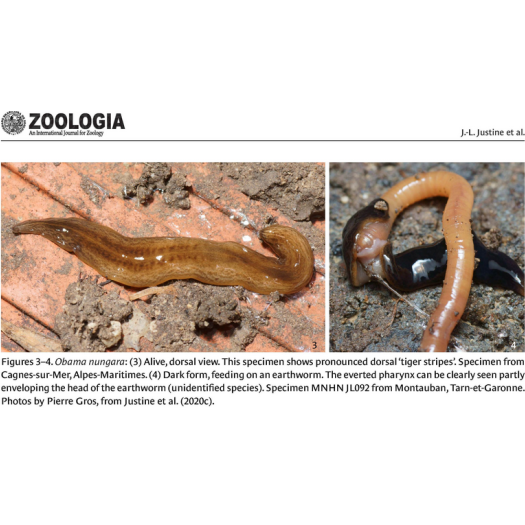 Land flatworms (Tricladida: Geoplanidae) in France and French overseas territories: ten years of research