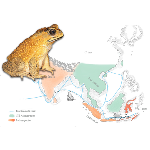 article crapaud masque - Dufresnes et al 