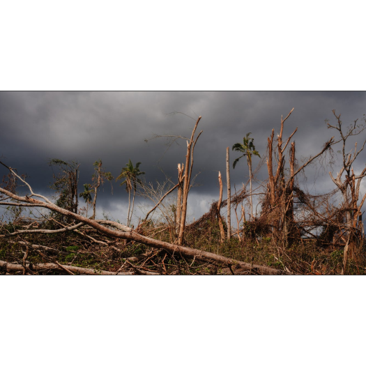 Quelle restauration des forêts de Mayotte, point chaud mondial de biodiversité, après le cyclone Chido ? 