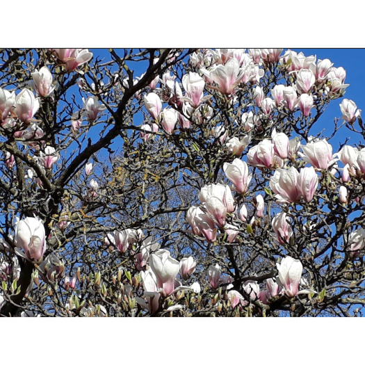 Magnolia de Soulange en fleurs fin mars en ville à Metz. Serge Muller, Fourni par l'auteur