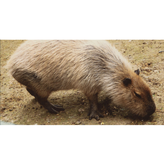 Un capybara au zoo de Rome (Italie) (art. The conversation)