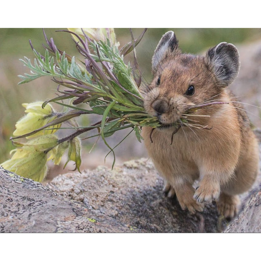 Les pikas font partie de la famille des Ochotonidae