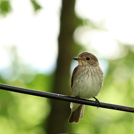 le Gobemouche gris, une histoire corse
