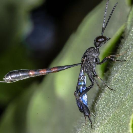 Les Français n’aimeraient-ils ni les insectes, ni la nature ?