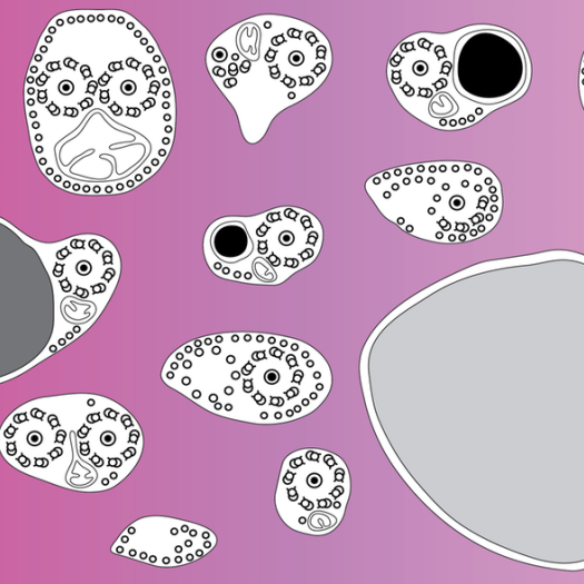 Comprendre l’évolution des vers parasites grâce à leurs spermatozoïdes
