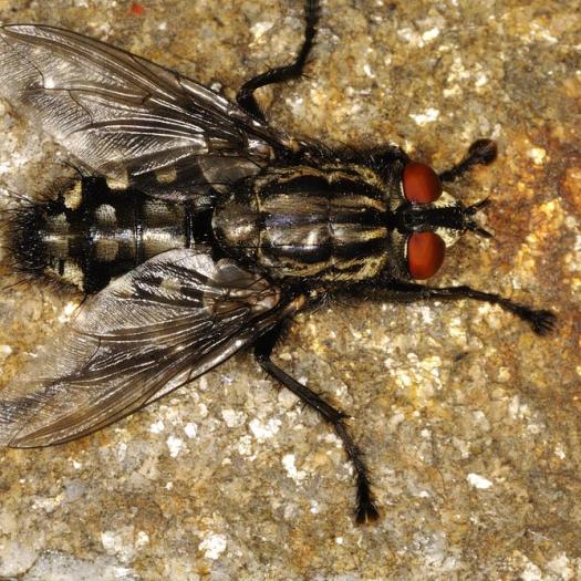 Scène de crime : quand les insectes mènent l’enquête