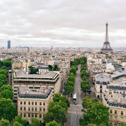 Les « forêts urbaines », essentielles aux villes de demain