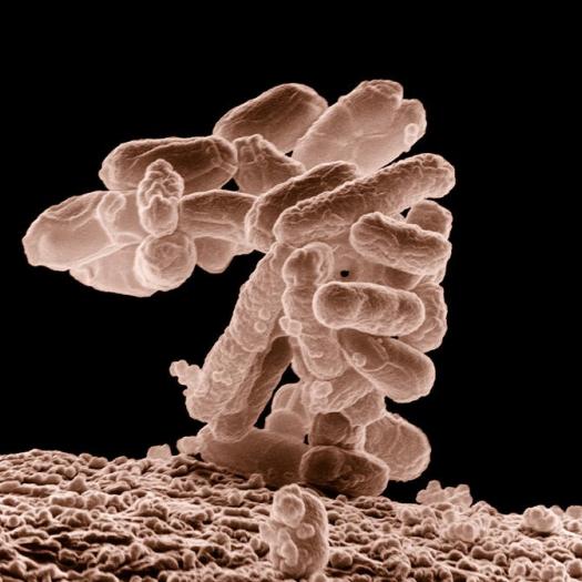 Ces microbes qui construisent les plantes, les animaux et les civilisations