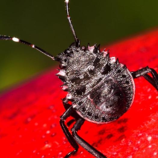 Rentrée 2018 très invasive pour la punaise diabolique