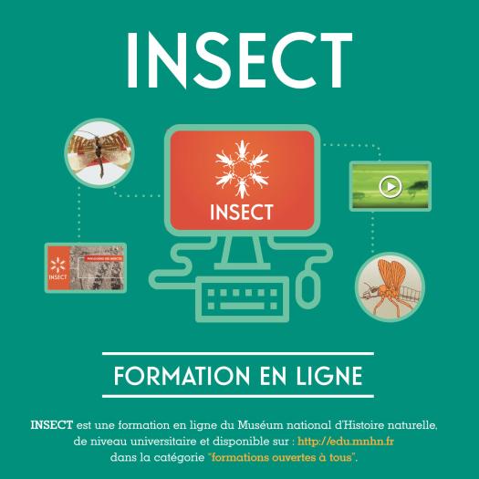 INSECT flyer