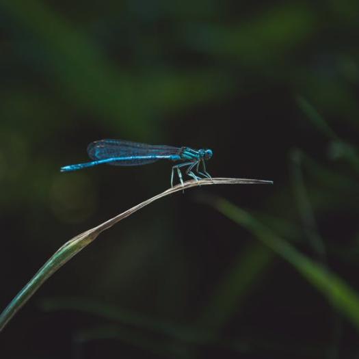 Qu'est-ce qui tue les insectes ?