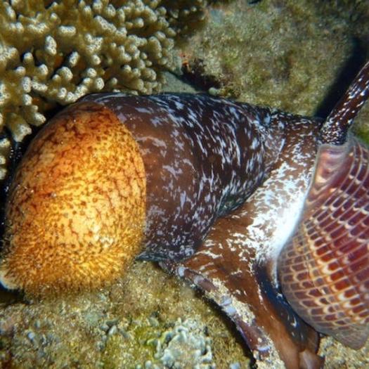 Un Tonnoidea (Tonna perdix) engloutissant un concombre de mer. Wikipedia, CC BY-SA