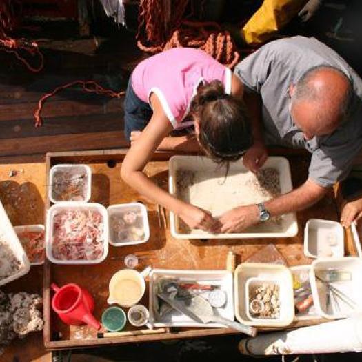 DEEP SEA BENTHIC -Une faune existe bien dans l’environnement des terres rares.