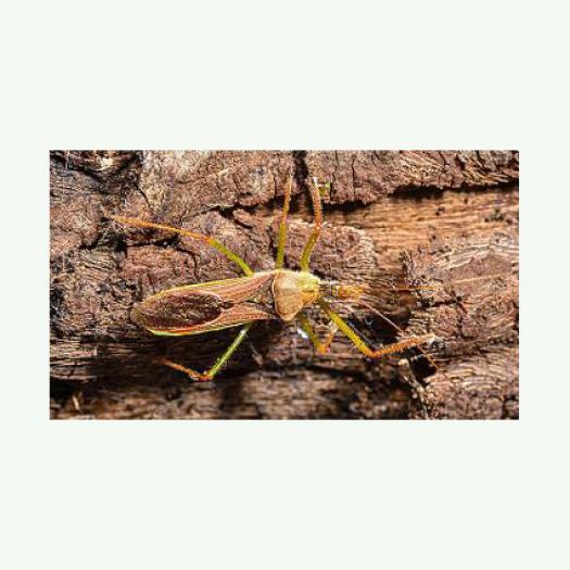 Zelus renardii (Kolenati, 1856) : une Réduve nouvelle pour la France (Hemiptera, Reduviidae, Harpactorinae)