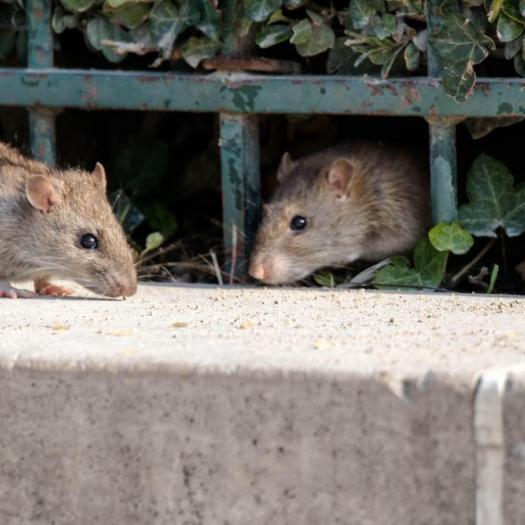 Pourquoi étudier les rats en ville est si difficile