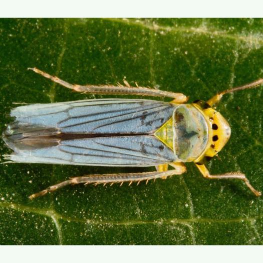 Une redoutable bactérie disséminée par des insectes : Xylella