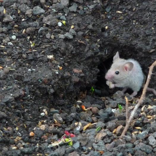 Mieux connaître les souris (et arrêter de les confondre avec les rats)