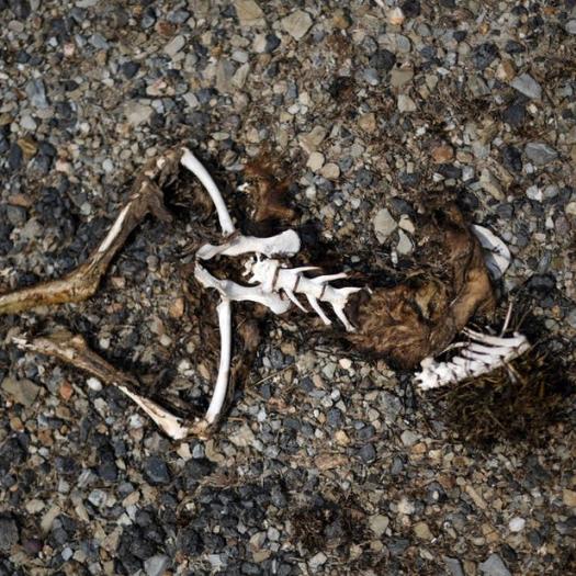 Une carcasse de kangourou, le 8 janvier 2020 dans l’État de Nouvelle-Galles du Sud