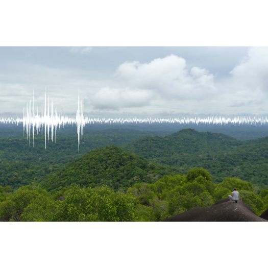 L’éco-acoustique, écouter la nature pour mieux la préserver