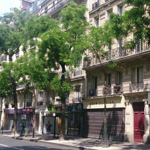 Alignement de sophoras du Japon, rue d’Alésia (XIVe)
