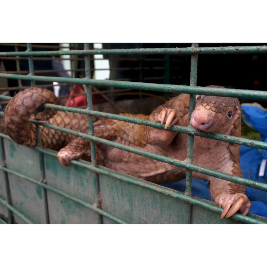 Le pangolin