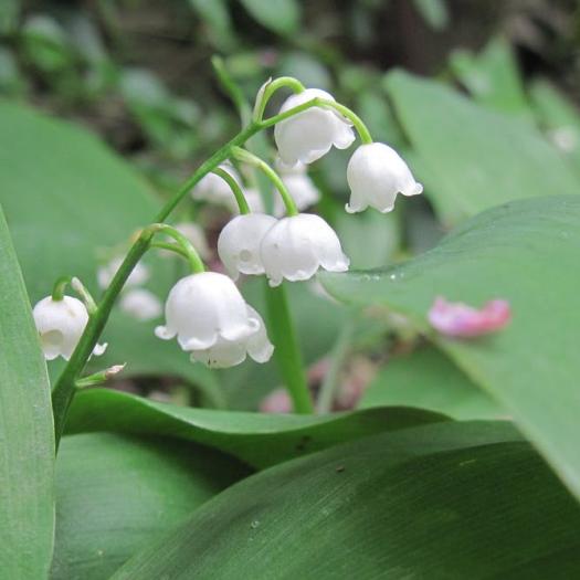 Brin de muguet 
