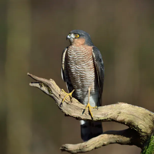 l’épervier d’Europe au parc Montsouris ! 
