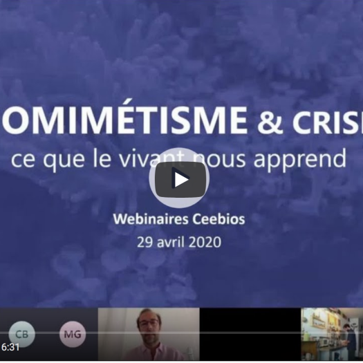 Biomimétisme et crises - ce que le vivant nous apprend