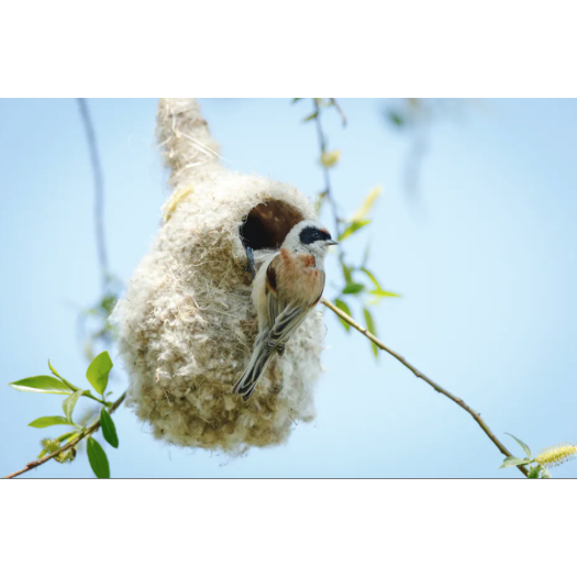 La rémiz penduline et son nid très très douillet.