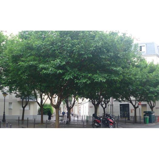 L’ombrage des mûriers blancs dans la rue du Commandeur, à Paris (XIVe)