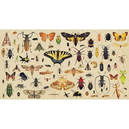 La taxonomie