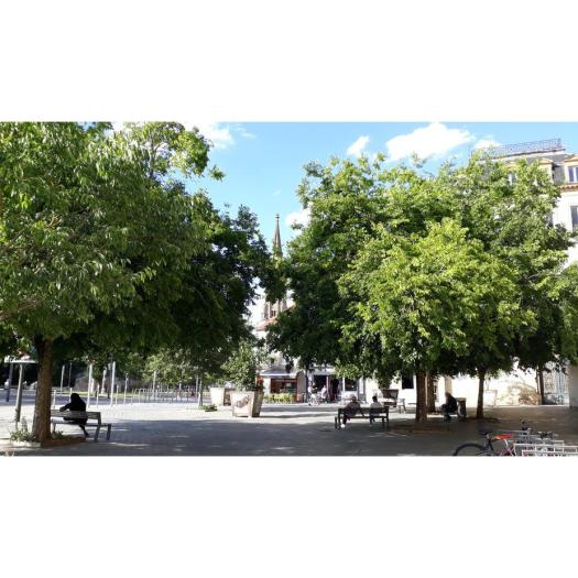 Quel est cet arbre dans ma ville ? Le micocoulier de Provence