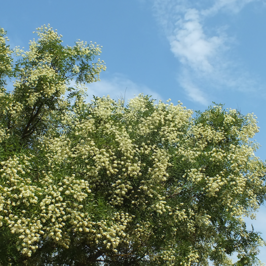 sophora du japon
