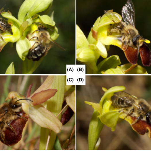Tentative de copulation de males pollinisateurs