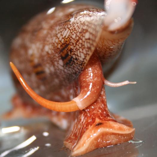 PROJET HYPERDIVERSE Conus gloriamaris