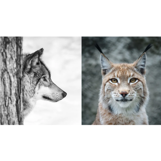 Le loup et le lynx